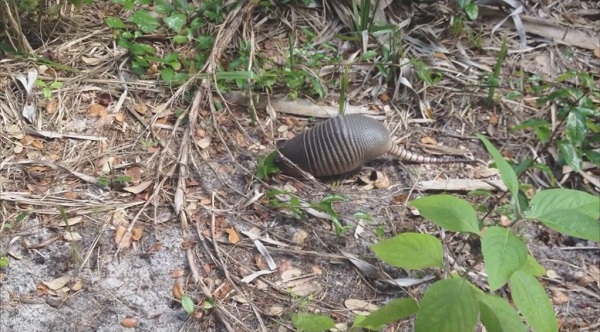 What Are Some Problems Caused By Armadillos Digging?